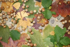 Herbst-Blätter-Früchte.jpg